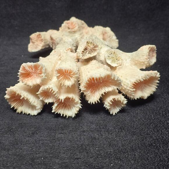 Pink Ocean Coral Reef Pilar Pavona Cactus Natural Ocean Treasure Home Decor - Picture 7 of 16